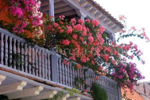 balkon-cvece-vrt-biljke (1)